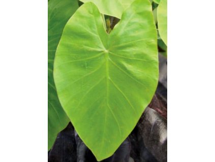 Sloní ucho - Kolokázie MAUI GOLD®