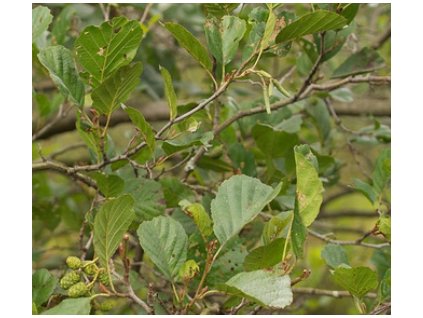 Olše lepkavá cca 150+cm, K2