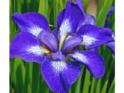 Kosatec sibiřský I SEE STARS