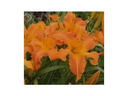 Denivka PRIMAL SCREAM