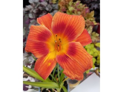 Denivka HOLIDAY DELIGHT