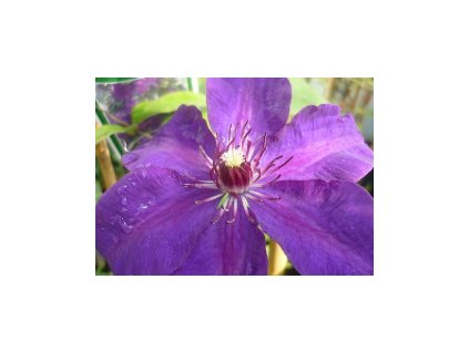 Plamének THE PRESIDENT