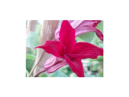 Plamének GRAVETYE BEAUTY x diversifolia