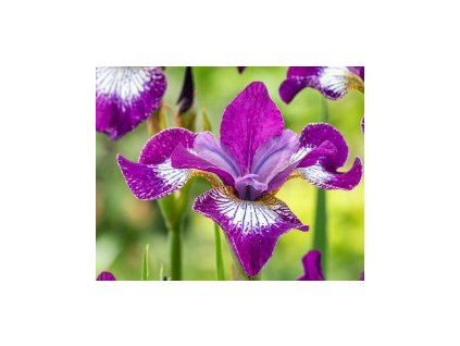 Kosatec sibiřský CURRIER