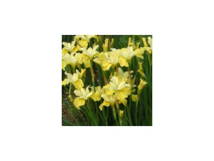 Kosatec sibiřský KISS THE GIRL