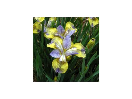 Kosatec sibiřský TIPPED IN BLUE