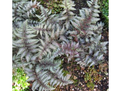 Papratka nipponská BURGUNDY LACE