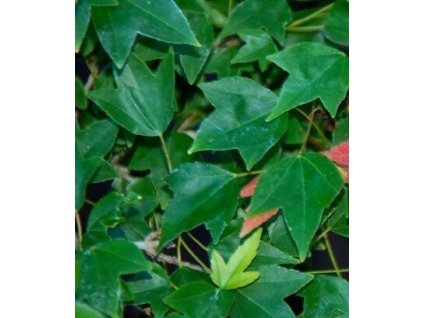 Javor freemanův ´AUTUMN BLAZE´