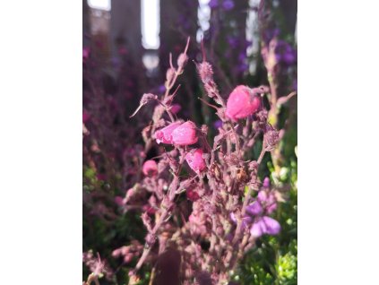 Dabécie kantábrijská - "irský vřes" - Angelina