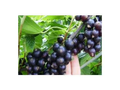 Rybíz černý SELECHENSKAYA - stromkový
