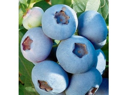 Borůvka kanadská BONUS