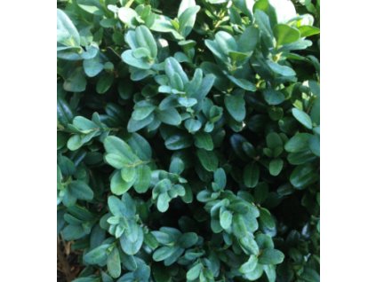 Zimostráz vždyzelený BLAUER HEINZ