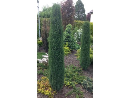 Jalovec obecný ARNOLD