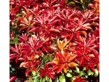 Pieris japonský  'Mountain Fire' - dvouleté v K0,5