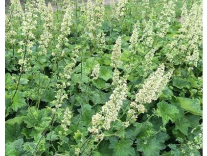 Dlužicha var. macrorhiza