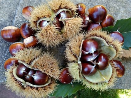 Kaštanovník setý MARSOL