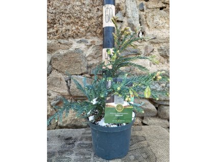 Sekvoj vždyzelená ´Adpressa´