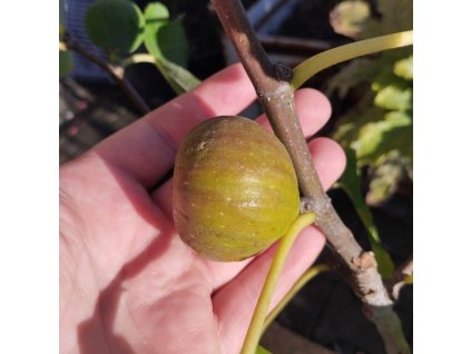 Fíkovník smokvoň VIOLA