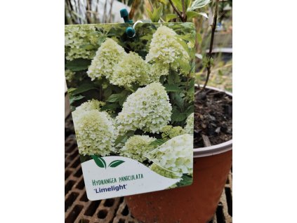 Hortenzie latnatá LIMELIGHT - K3