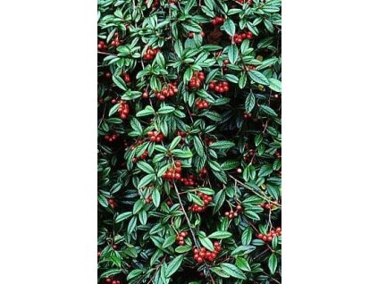 Skalník vrbolistý ´Parkteppich´