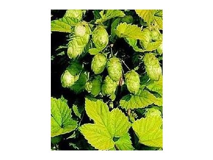 Chmel otáčivý NORDBRAU