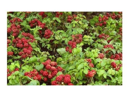 Ostružiník voskovaný