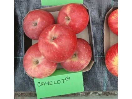 Jabloň CAMELOT M25