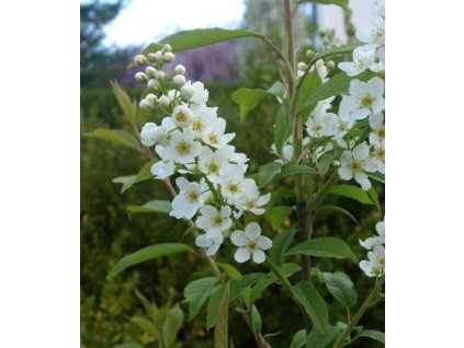 Střemcha obecná K3