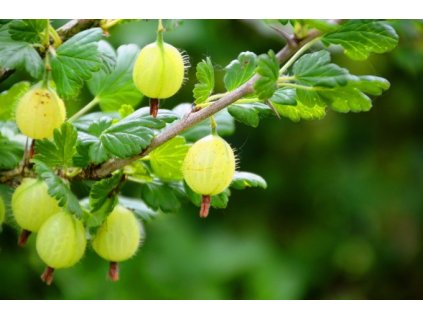 Angrešt INVICTA - keř K2