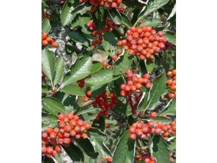 Jeřáb muk ´Magnifica´, K1