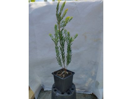 Akácie  - Acacia boormanii