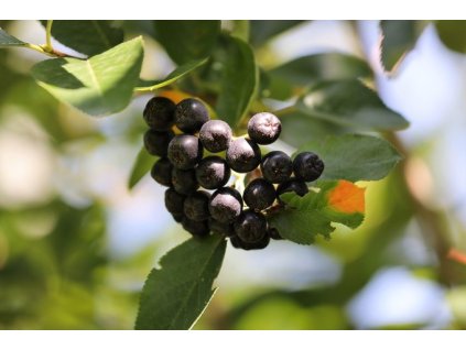 Aronie GALICJANKA - K2