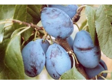 Slivoň JOJO® - myr.