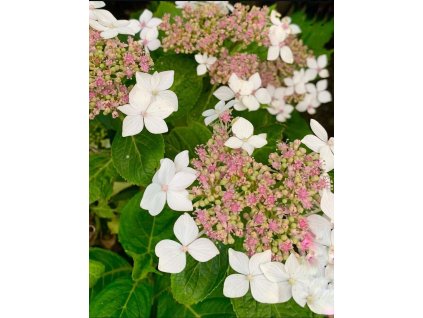 Hortenzie velkolistá ´LANARTH WHITE´ - 3 leté