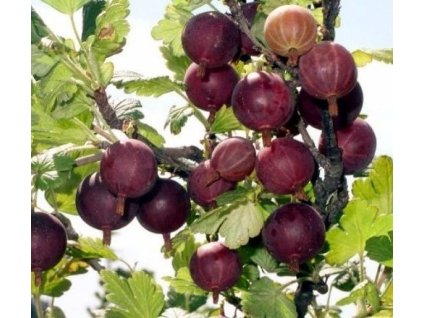 Angrešt SPINEFREE - keř PK