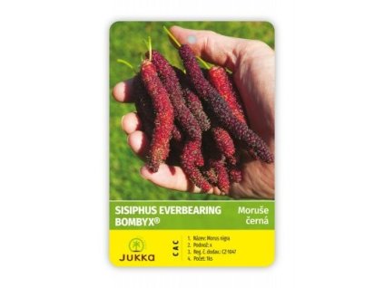 Moruše SISIPHUS EVERBEARING BOMBYX