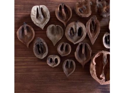 Ořešák popelavý, 60-80 cm, K3