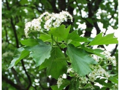 Jeřáb břek, 175-200 cm