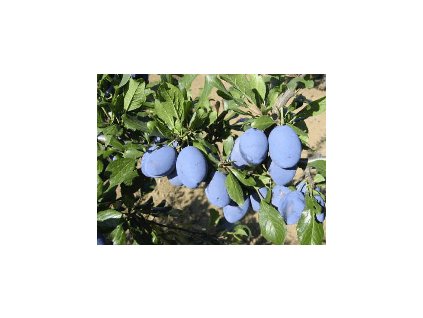 Slivoň STANLEY - myr.