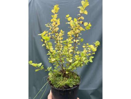 Bříza zakrslá ´Golden Treasure´ K3