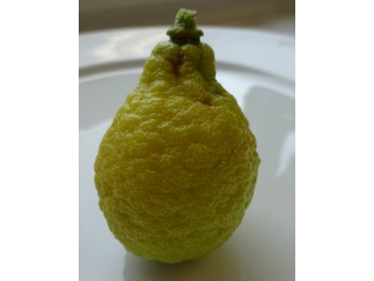 Citrus unshiu x YUZU