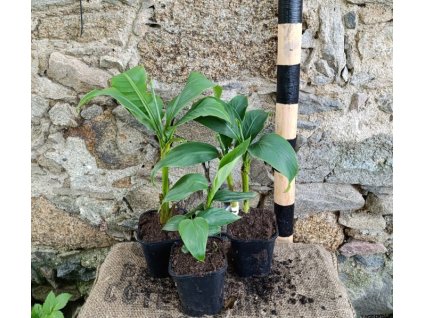 Banánovník - Musa basjoo