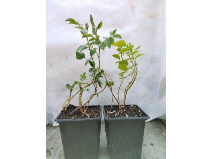 Helvingie - Helwingia japonica /samec/