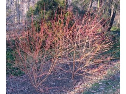 Svída krvavá, 80-120cm