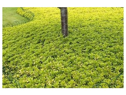 Tlustonitník klasnatý K0,5