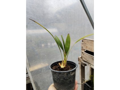 Trachycarpus fortunei - Konopná palma, mrazuvzdorná
