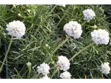 Trávnička přímořská ARMADA WHITE