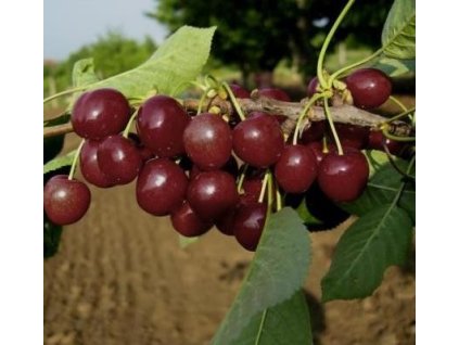 Třešeň - LAPINS - pt.