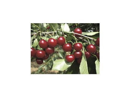 Višeň UJFEHÉRTOI FÜRTÖS - mah.