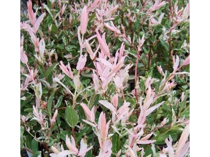 Vrba japonská HAKURO NISHIKI